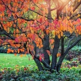 Prihrana i briga o šljivama u jesen